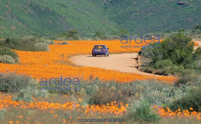 : South Africa - orange daisies (Dimorphotheca sinuata) : South Africa - orange daisies (Dimorphotheca sinuata)