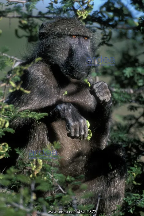 : South Africa, Pilanesburg Game Reserve : South Africa, Pilanesburg Game Reserve