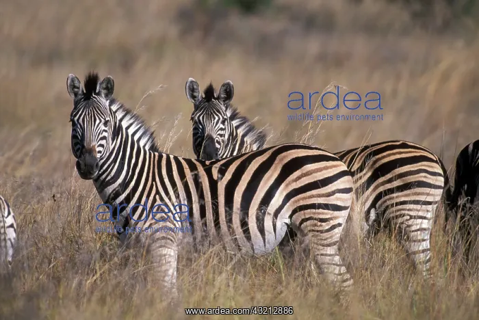 : South Africa, Pilanesburg Game Reserve : South Africa, Pilanesburg Game Reserve