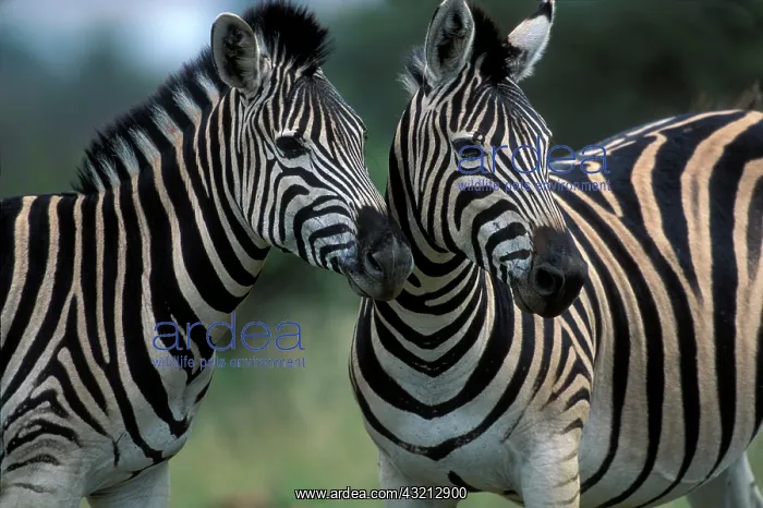 : South Africa, Pilanesburg Game Reserve : South Africa, Pilanesburg Game Reserve