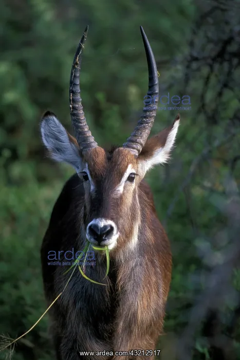 : South Africa, Pilanesburg Game Reserve : South Africa, Pilanesburg Game Reserve