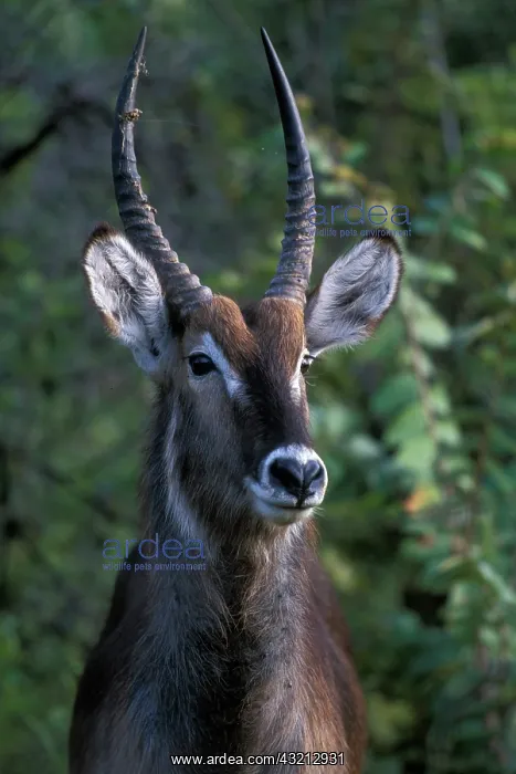 : South Africa, Pilanesburg Game Reserve : South Africa, Pilanesburg Game Reserve