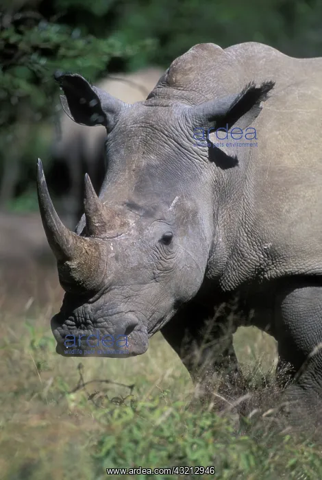  : South Africa, Pilanesburg Game Reserve