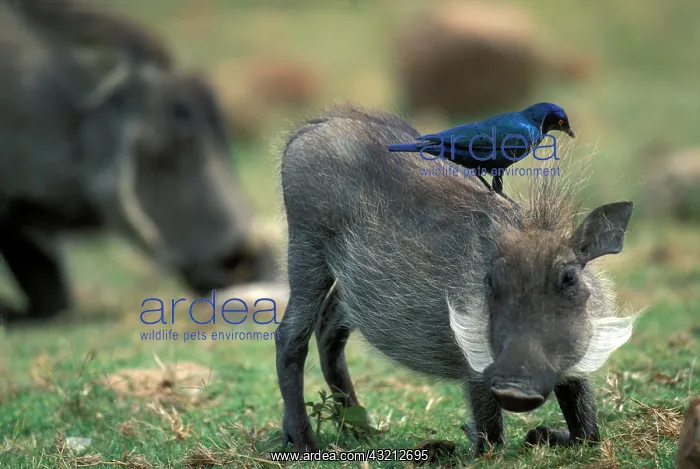  : South Africa, Pilanesburg GR, Warthog (Pharcochoerus