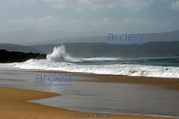 : South Africa, Plettenberg. Plettenberg Beach : South Africa, Plettenberg. Plettenberg Beach