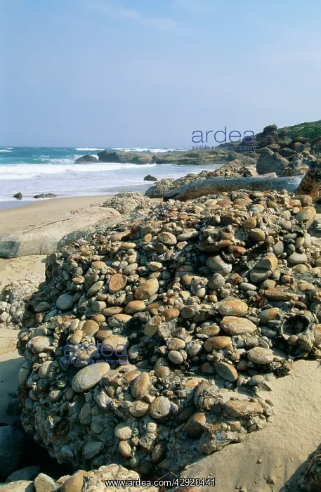 : SOUTH AFRICA - Robberg Peninsula : SOUTH AFRICA - Robberg Peninsula
