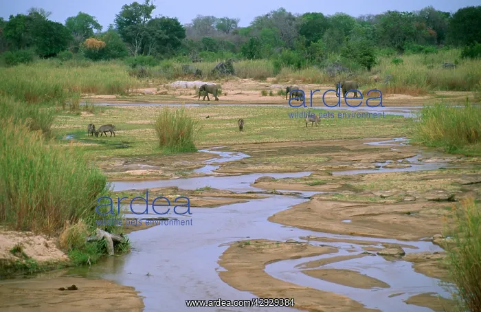 : South Africa - Sabie River with Elephant & Waterbuck : South Africa - Sabie River with Elephant & Waterbuck