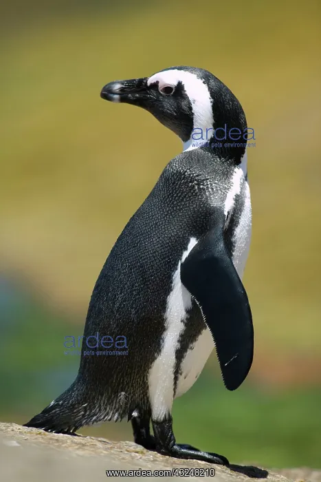 : South Africa, Simon's Town, African (Jackass) : South Africa, Simon's Town, African (Jackass)
