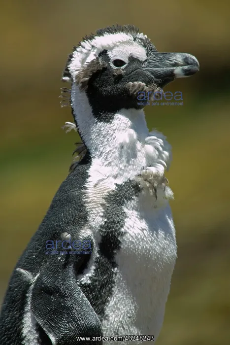 : South Africa, Simon's Town, African (Jackass) : South Africa, Simon's Town, African (Jackass)