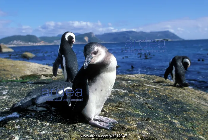: South Africa, Simon's Town, Jackass Penguin : South Africa, Simon's Town, Jackass Penguin