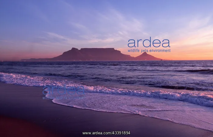 : South Africa - Table Mountain, Cape Town : South Africa - Table Mountain, Cape Town