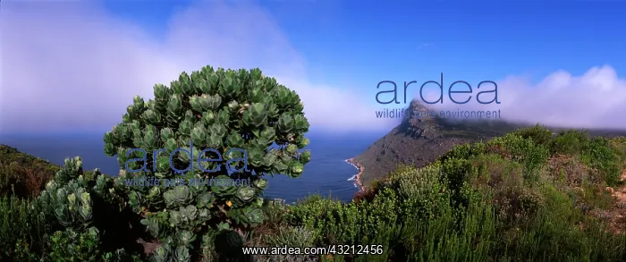 : South Africa, Table Mountain National Park : South Africa, Table Mountain National Park