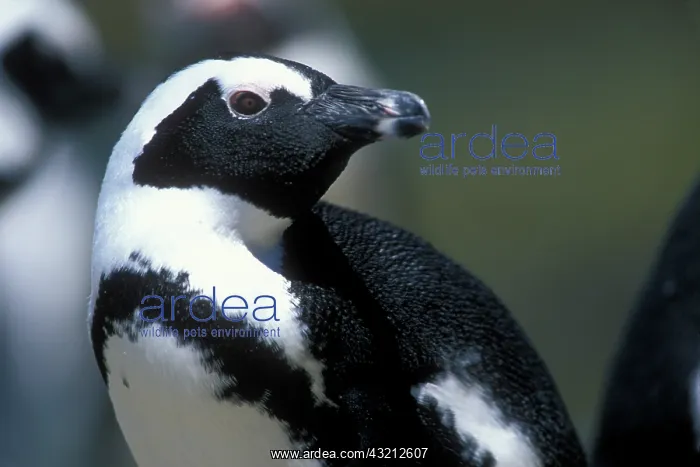 : South Africa, Table Mountain National Park : South Africa, Table Mountain National Park