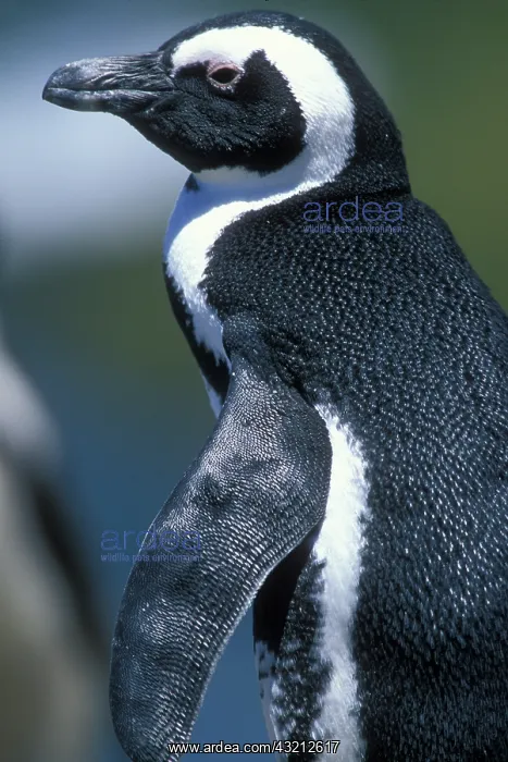 : South Africa, Table Mountain National Park : South Africa, Table Mountain National Park