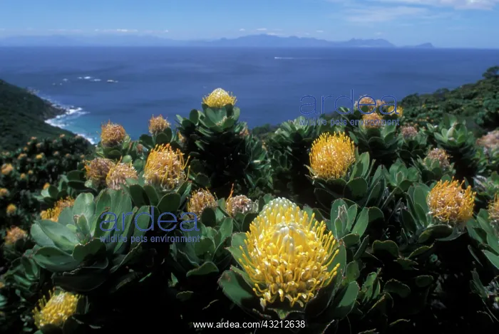 : South Africa, Table Mountain National Park : South Africa, Table Mountain National Park
