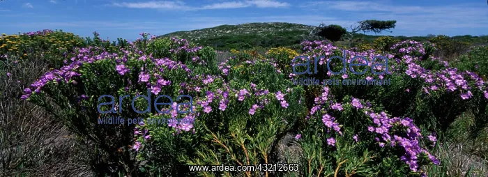 : South Africa, Table Mountain National Park : South Africa, Table Mountain National Park