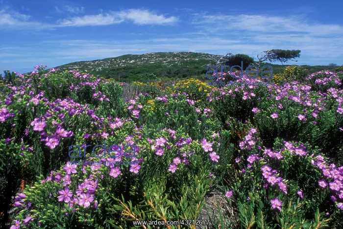 : South Africa, Table Mountain National Park : South Africa, Table Mountain National Park