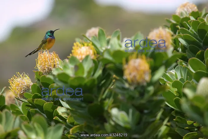 : South Africa, Table Mountain National Park : South Africa, Table Mountain National Park