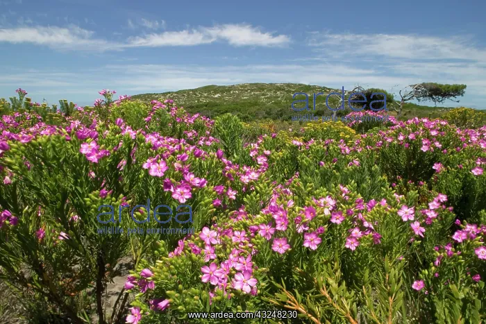 : South Africa, Table Mountain National Park : South Africa, Table Mountain National Park