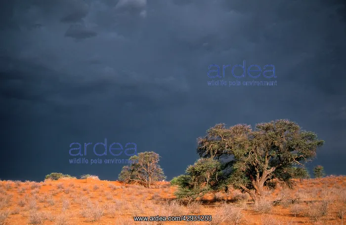 : South Africa - thunderstorm. Red dunes & Camelthorn : South Africa - thunderstorm. Red dunes & Camelthorn