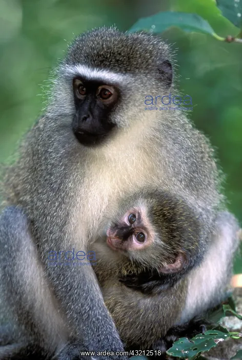 : South Africa, Tsitsikamma Nat'l Park, Vervet : South Africa, Tsitsikamma Nat'l Park, Vervet