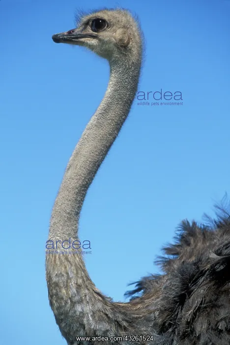 : South Africa, Western Cape Province, Ostrich : South Africa, Western Cape Province, Ostrich