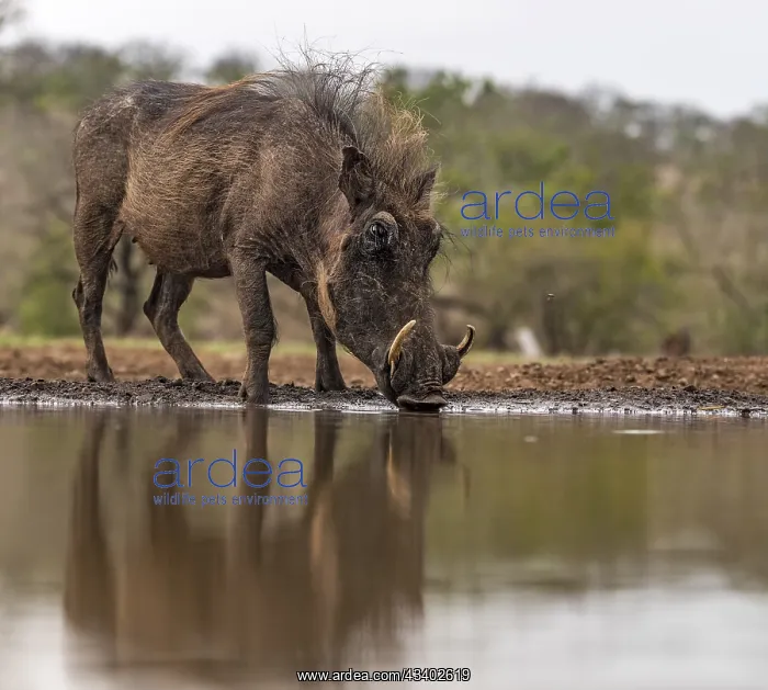 : South Africa, Zimanga, A common warthog (Phacochoerus : South Africa, Zimanga, A common warthog (Phacochoerus