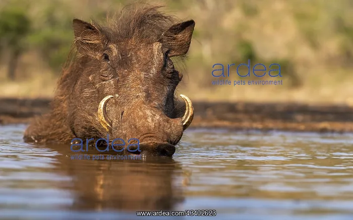 : South Africa, Zimanga, A common warthog (Phacochoerus : South Africa, Zimanga, A common warthog (Phacochoerus