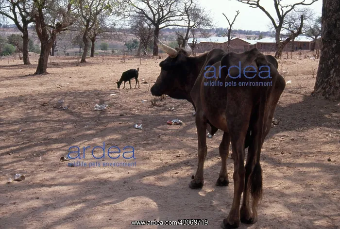 : South African Drought : South African Drought