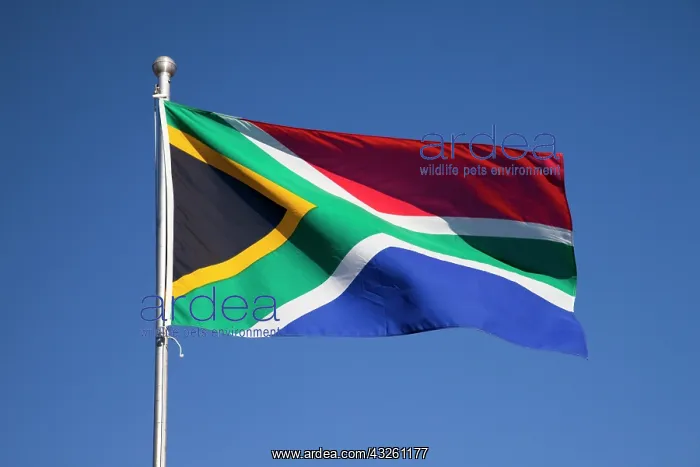 : South African flag billows in breeze, Namaqua : South African flag billows in breeze, Namaqua