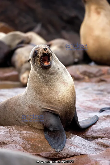 : South African Fur Seal (arctocephalus pusillus) : South African Fur Seal (arctocephalus pusillus)