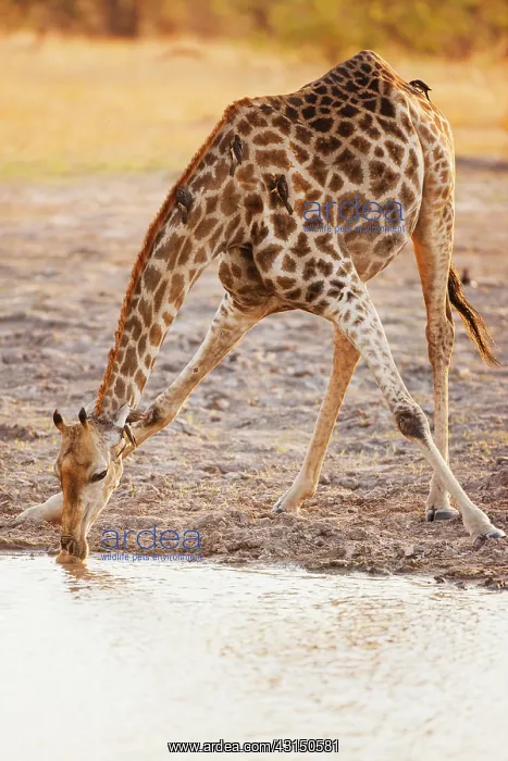 : South African Giraffe : South African Giraffe