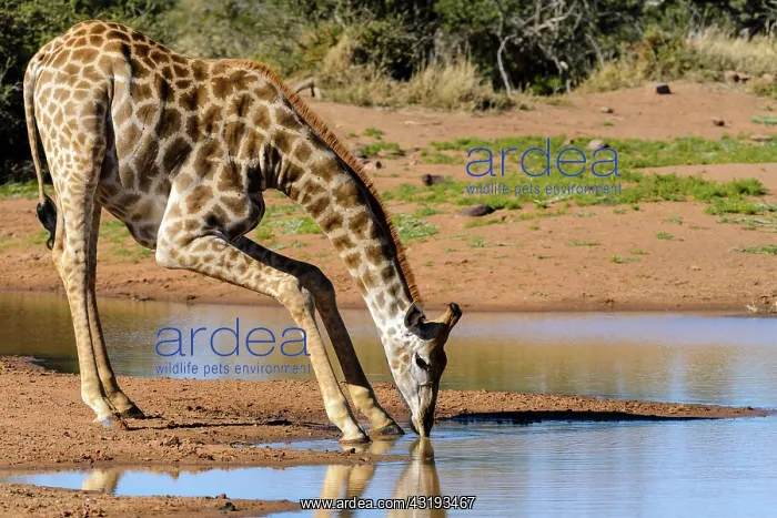 : South African giraffe or Cape giraffe (Giraffa camelopardali : South African giraffe or Cape giraffe (Giraffa camelopardali
