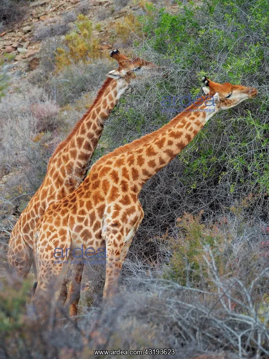 : South African giraffe or Cape giraffe (Giraffa camelopardali : South African giraffe or Cape giraffe (Giraffa camelopardali