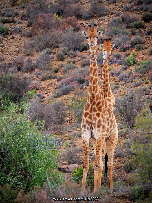 : South African giraffe or Cape giraffe (Giraffa camelopardali : South African giraffe or Cape giraffe (Giraffa camelopardali