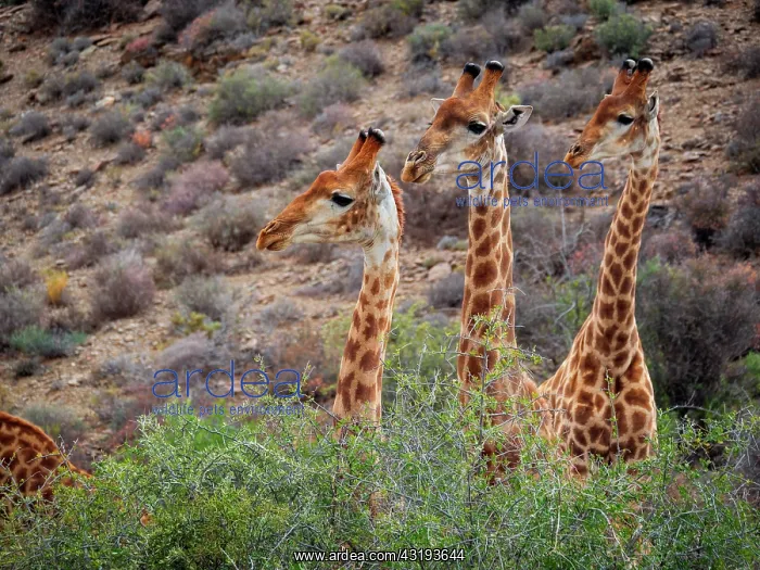 : South African giraffe or Cape giraffe (Giraffa camelopardali : South African giraffe or Cape giraffe (Giraffa camelopardali