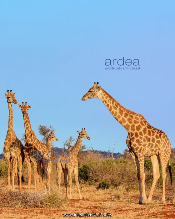 : South African giraffe or Cape giraffe (Giraffa camelopardali : South African giraffe or Cape giraffe (Giraffa camelopardali