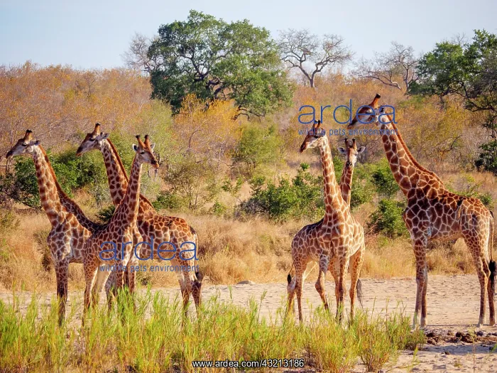 : South African giraffe or Cape giraffe (Giraffa camelopardali : South African giraffe or Cape giraffe (Giraffa camelopardali