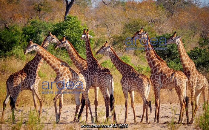 : South African giraffe or Cape giraffe (Giraffa camelopardali : South African giraffe or Cape giraffe (Giraffa camelopardali
