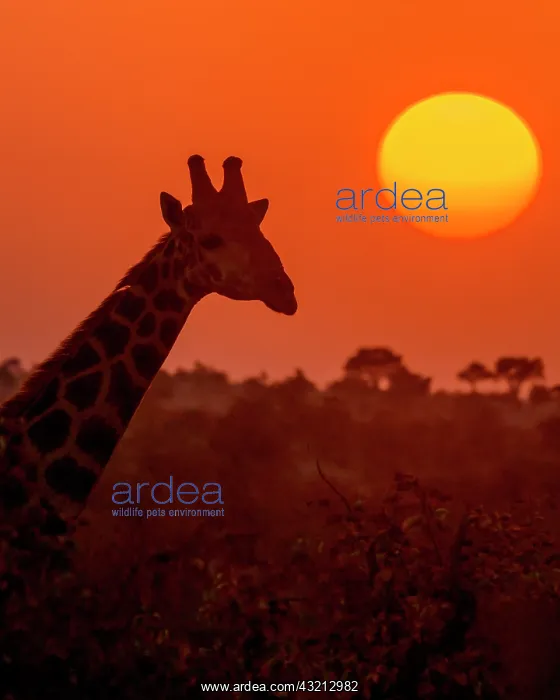 : South African giraffe (Giraffa camelopardalis giraffa) : South African giraffe (Giraffa camelopardalis giraffa)