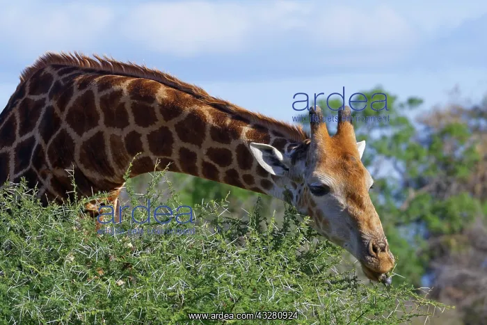 : South African giraffe (Giraffa camelopardalis giraffa) : South African giraffe (Giraffa camelopardalis giraffa)