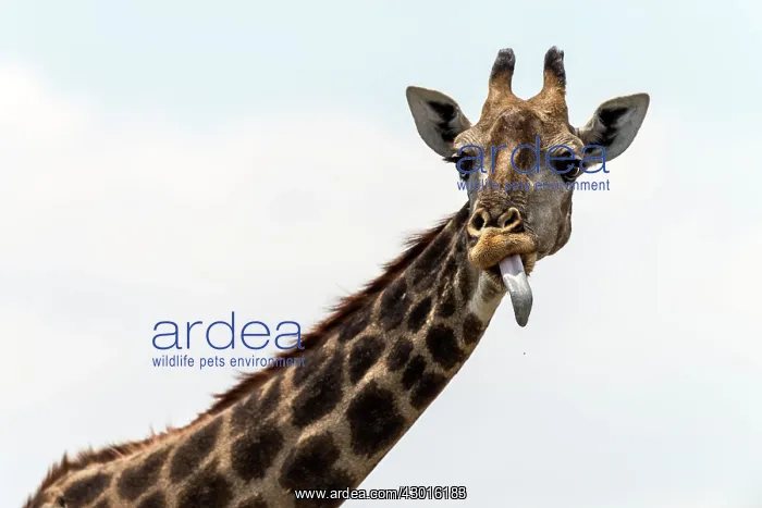 : South African Giraffe with its tongue out : South African Giraffe with its tongue out