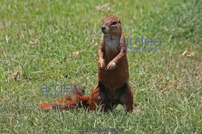 : South African Ground Squirrel 1025 : South African Ground Squirrel 1025