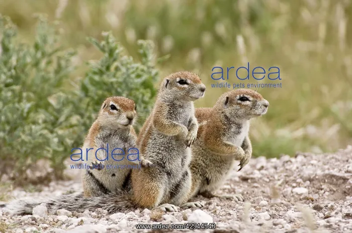 : South African Ground Squirrel - close up group : South African Ground Squirrel - close up group