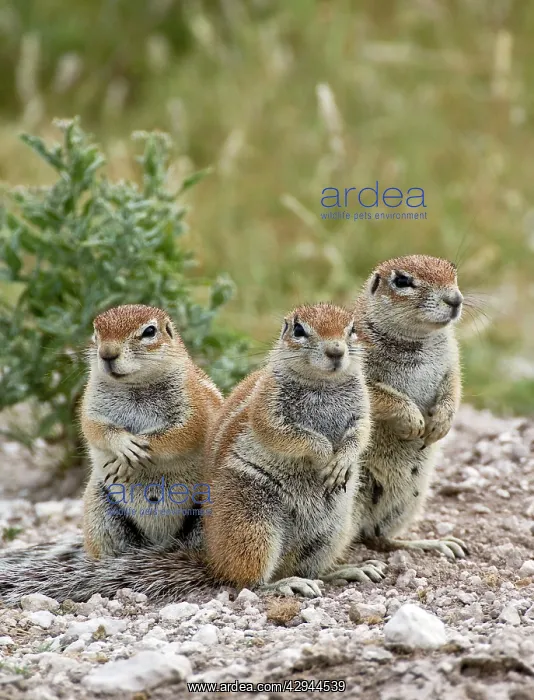 : South African Ground Squirrel - group of three : South African Ground Squirrel - group of three