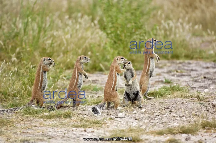 : South African Ground Squirrel - group standing : South African Ground Squirrel - group standing