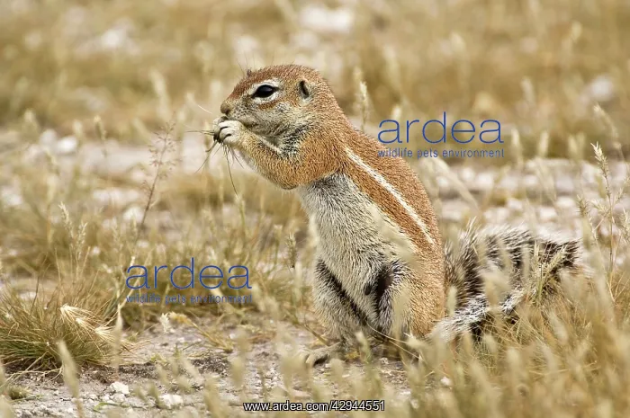 : South African Ground Squirrel - sitting up with : South African Ground Squirrel - sitting up with