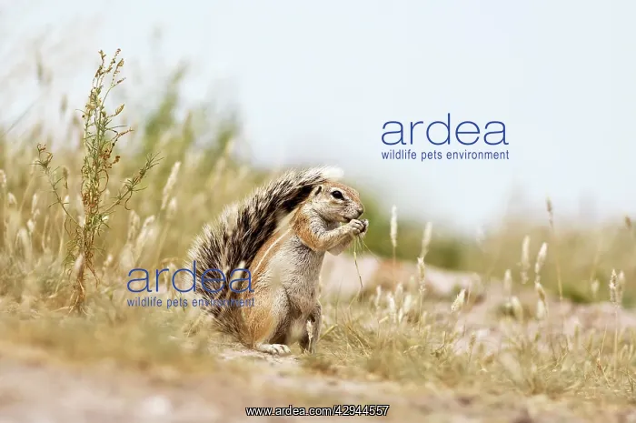 : South African Ground Squirrel - sitting up with : South African Ground Squirrel - sitting up with