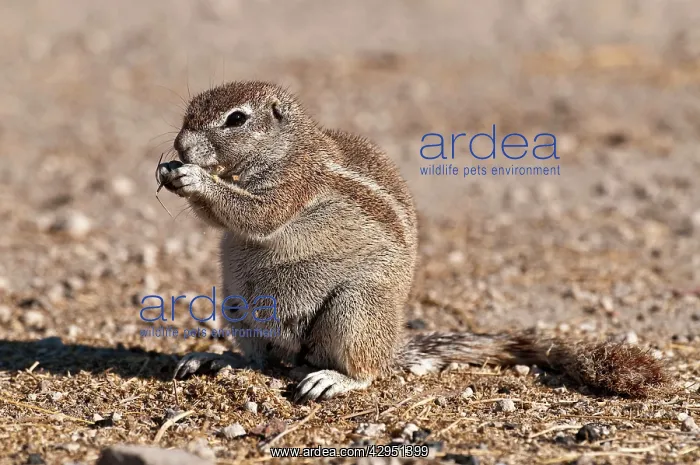 : South African Ground Squirrel - sitting up eating : South African Ground Squirrel - sitting up eating