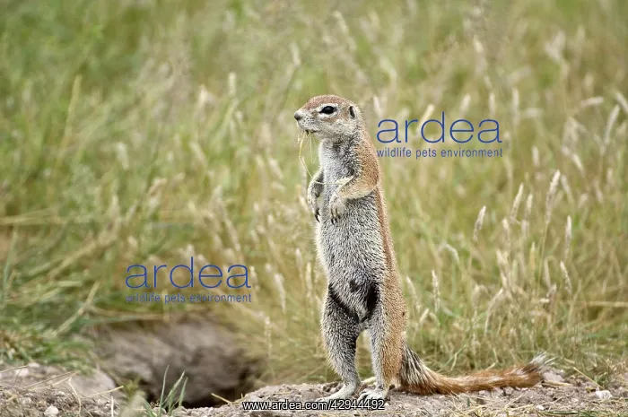: South African Ground Squirrel - standing looking : South African Ground Squirrel - standing looking